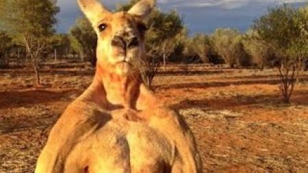 Angry Kangaroo
